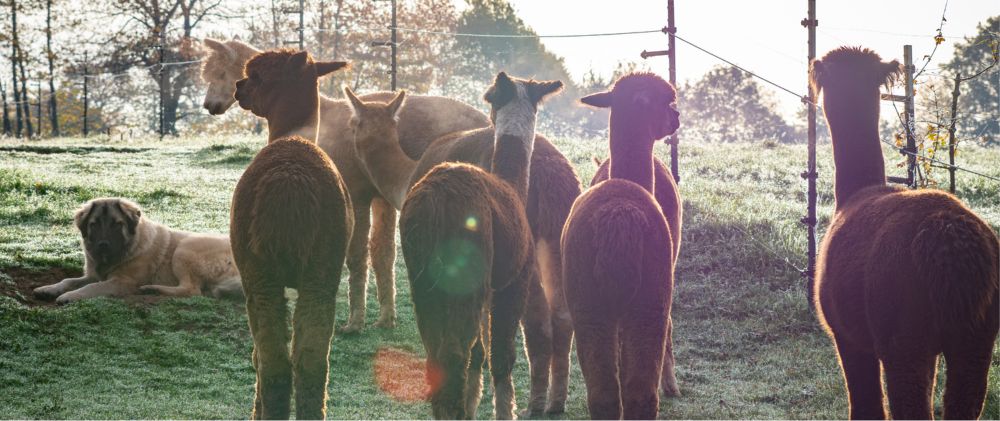 Panoramaflauschtasse - Morgenflauschs